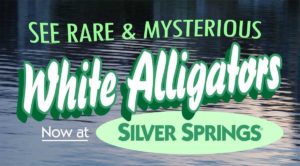 Silver Springs White Alligator