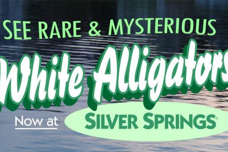 SS White Alligator